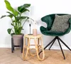 Bloomique - Strelitzia Nicolai - Roślina rajskiego ptaka - Podgląd zdjęcia produktu 4