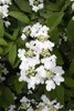 Viburnum plicatum 'Summer Snowflake', Japanischer Produktbild-Vorschau 5