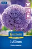 Kiepenkerl Profi-Line Zierlauch Globemaster Allium sp. 1 Produktbild-Vorschau 1