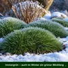 Stauden Gänge 3 x Festuca gautieri - Bärenfellgras - Produktbild-Vorschau 7