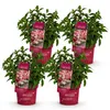 Green boutiQ - Plante de jardin - Hydrangea panniculata Voir les images du produit 2