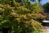 Acer palmatum 'Osakazuki', Japanischer Ahorn, leuchtend Produktbild-Vorschau 2