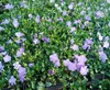 50 Stück, Topf 9cm, Bodendecker Vinca minor Produktbild-Vorschau 1