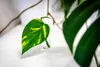 Gardners Epipremnum Aureum - odrezky na zakorenenie Náhľad obrázku produktu 2
