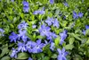 Stauden Gänge 100 x Vinca minor 'Blau' - Blaues Kleines / Produktbild-Vorschau 2