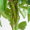 Schefflera Arb Nora - arália lúcovitá, izbová rastlina + Náhľad obrázku produktu 4