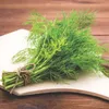 Buzzy Organic Dill -semena - Ca. 2 gr | Buzzy_91055 Náhled obrázku produktu 2