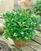 Nasturtium officinale, Brunnenkresse, ca. 9x9 cm Topf Produktbild-Vorschau 3