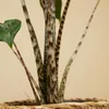 Bloomique - Alocasia Zebrina - Elephant Ear - Roślina Podgląd zdjęcia produktu 5
