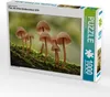 CALVENDO Puzzle Ein Motiv aus dem Kalender Pilze, die Produktbild-Vorschau 1