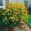 Kerria japonica 'Pleniflora', Ranunkelstrauch, gelb, 40–60 Produktbild-Vorschau 14