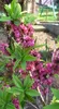 Daphne mezereum 'Rubra' - Seidelova kôra 40-50 cm Kontajner Náhľad obrázku produktu 2