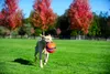 Chuckit! Kick Fetch S Produktbild-Vorschau 8