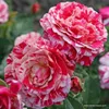 Kordes Beetrose – Rosa 'Abracadabra'® Náhled obrázku produktu 2