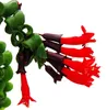 Lippenstiftpflanze - Schamblume - Aeschynanthus 'Rasta' - Produktbild-Vorschau 2