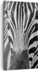 Bild auf Leinwand - Leinwandbild - Tiere Zebra gestreift - Produktbild-Vorschau 1