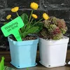 60 Stück Plastik Pflanzentöpfe mit Untersetzer, 7cm Produktbild-Vorschau 5
