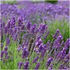 Plants by Frank | 6 Blauer Duft-Lavendel Pflanzen | Produktbild-Vorschau 3