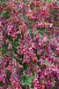 Cytisus scoparius 'Burkwoodii', Besenginster, rot, 30–40 cm Produktbild-Vorschau 1