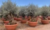 Several potted olive trees are lined up in an outdoor nursery or garden center. Voir les images du produit