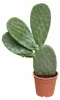 Opuntia ficus-indica (vijgencactus), 50–60 cm – Echte Productafbeelding-voorbeeld 4