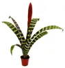 Trio de mini-broméliacées - lot de 3 plantes aux Voir les images du produit 6