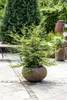 Fagus sylvatica, Rotbuche, 125–150 cm Produktbild-Vorschau 6