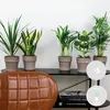 Bloomique - 5er-Mix - Pflegeleichte Pflanzenmischung - Produktbild-Vorschau 2