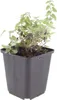 Nepeta faassenii (kocicí máta) - 6 rostlin, prumer 9cm, Náhled obrázku produktu 2