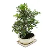 Bonsai - Pistacia lentiscus - Arbusto di lentisco - Anteprima dell’immagine prodotto 3