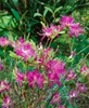 Rhododendron canadense, Lavendelrosa, 50–60 cm Produktbild-Vorschau 2