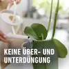 Düngestäbchen COMPO für Orchideen 20 St Produktbild-Vorschau 9