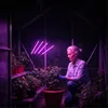 LED Pflanzenlampe 90W Vollspektrum mit 4 Köpfen, Produktbild-Vorschau 11