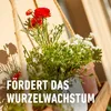 COMPO Balkon- & Kübelpflanzendünger 2,5 Liter Produktbild-Vorschau 6