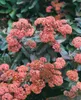 Sedum spectabile 'Purple Emperor', Fetthenne, purpurrot, Produktbild-Vorschau 3