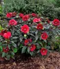 BALDUR Garten 1x Winterharter Hibiskus Summerific® Midnight Produktbild-Vorschau 1
