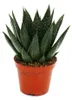Sukulenty – Gasteria D Due – Gasterie – květináč 8,5 cm Náhled obrázku produktu 1
