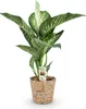 Green boutiQ - Zimmerpflanzen - Diefenbachia Tropic Snow - Produktbild-Vorschau 2