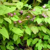 6 x Elfenblume  - Epimedium youngianum 'Roseum'  | Topf 9cm Produktbild-Vorschau 2