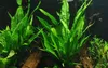 Aquarium Pflanze Microsorum pteropus Javafarn Produktbild-Vorschau 1