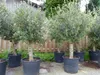 ANGEBOT: winterharter XL Olivenbaum  45 Jahre, dicke Produktbild-Vorschau 1