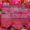 Biomatea Premium Drachenfrucht Pulver 100g – 100% Produktbild-Vorschau 5