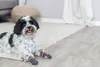 Trixie Hundesocken - Grau - XXS-XS Produktbild-Vorschau 11