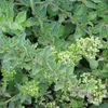 6 x Oregano - Origanum vulgare  | Topf 9cm x 9cm Produktbild-Vorschau 2