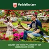 Veddelholzer 750 ml Premium kaltgepresstes 100% natürliches Produktbild-Vorschau 6