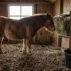 Lettiera forestale Heuland 40 litri Anteprima dell’immagine prodotto 5
