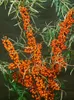 Hippophae rhamnoides, Sanddorn, 60–100 cm Produktbild-Vorschau 9