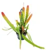 Epiphyllum anguliger – kaktus s červenou špičkou, Náhľad obrázku produktu 2