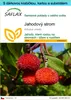 SAFLAX Dárková sada - jahodový strom - Arbutus unedo - 50 Náhled obrázku produktu 1