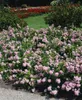 Bodendeckerrose The Fairy C 15- 20 Produktbild-Vorschau 15